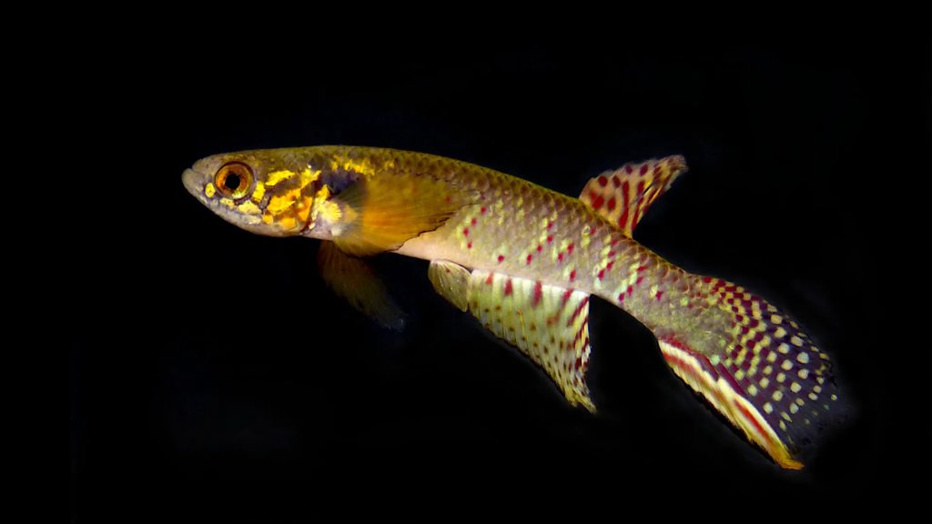 Back from the dead: “Extinct” fish rediscovered in a remote Bolivian pond after 20 years | ScienceDaily