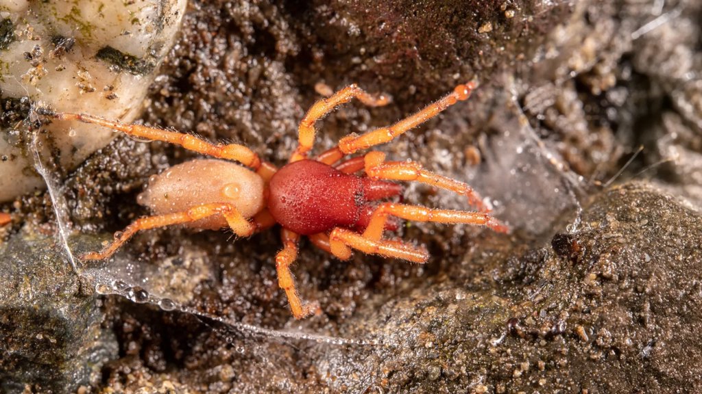 Scientists stunned as island spider loses half its genome | ScienceDaily