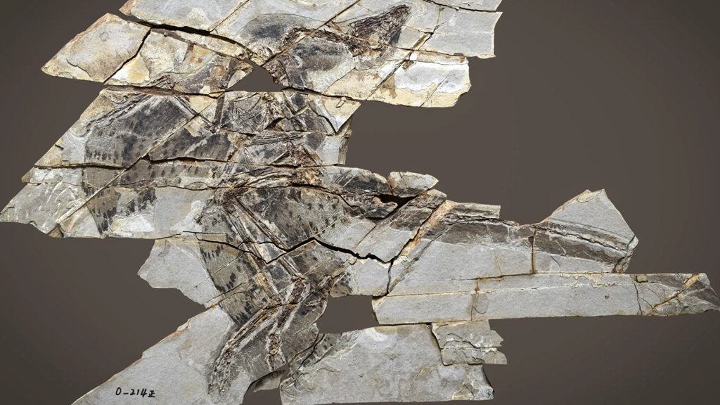 These dinosaurs had wings but couldn’t fly | ScienceDaily