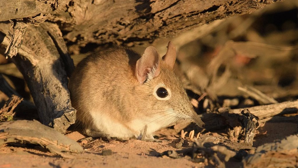 Tiny mammals are sending warning signs scientists can finally read | ScienceDaily