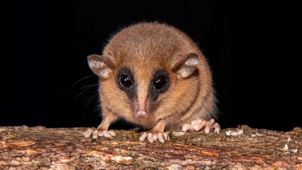 From biting flies to feathered dinosaurs, scientists reveal 70 new species | ScienceDaily