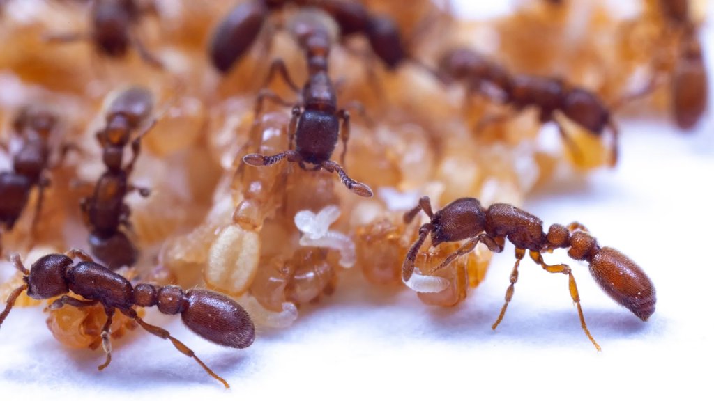 Hidden gene trick lets ants smell with super precision | ScienceDaily