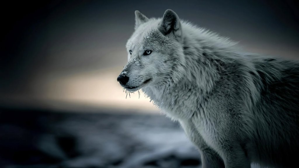 Scientists discover hidden wolf DNA in most dogs | ScienceDaily