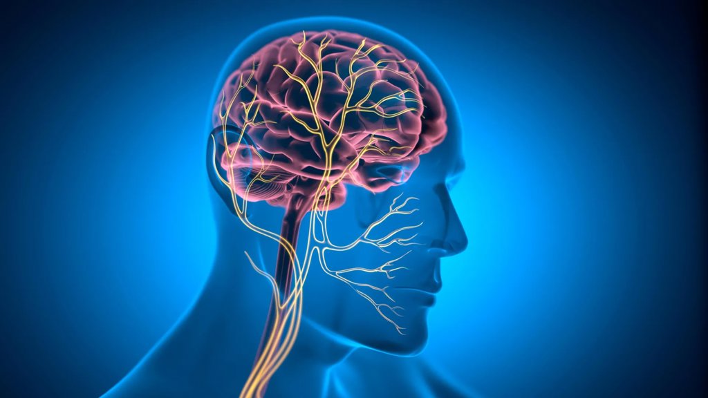 This tiny nerve may help keep the heart young | ScienceDaily