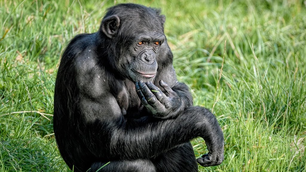 Chimps shock scientists by changing their minds with new evidence | ScienceDaily