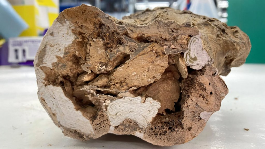 Paleontology rocked by discovery of organic molecules in 66-million-year-old dinosaur bones | ScienceDaily