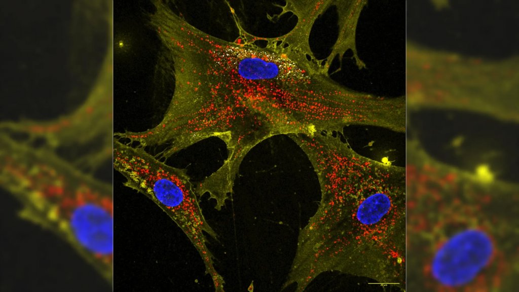 Nanoflowers supercharge stem cells to recharge aging cells | ScienceDaily