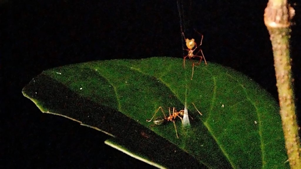 This newly discovered ballista spider catapults ants into a deadly trap | ScienceDaily