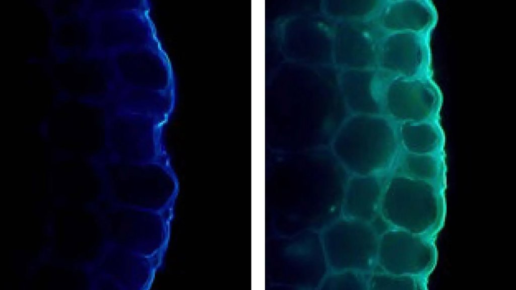 Light makes plants stronger but also holds them back | ScienceDaily