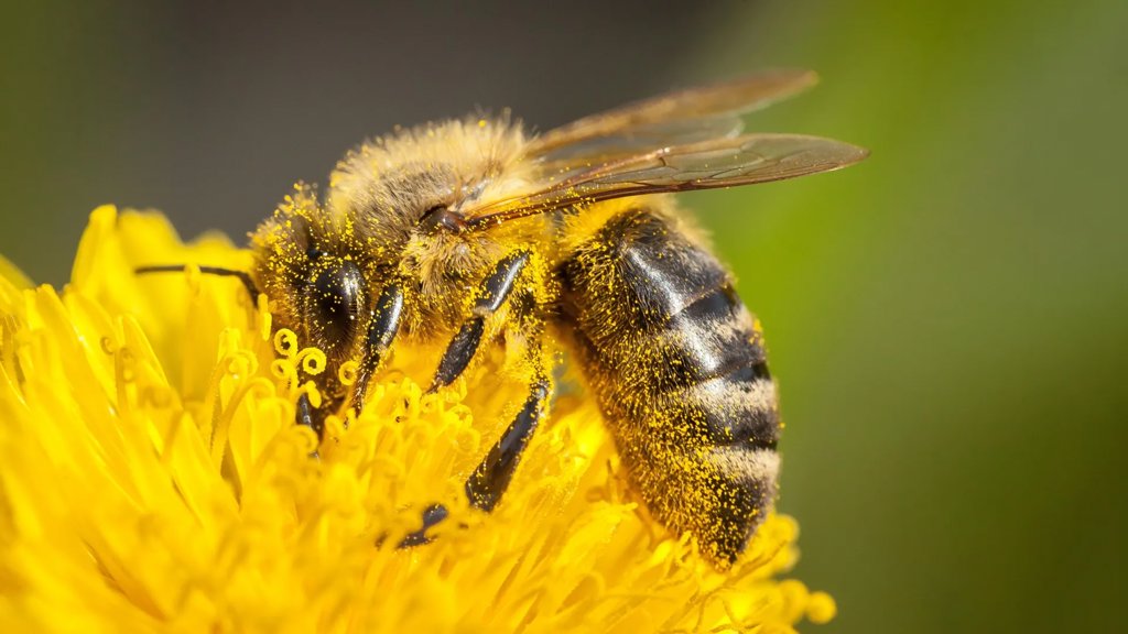 Pollen holds a secret that could save honeybees | ScienceDaily