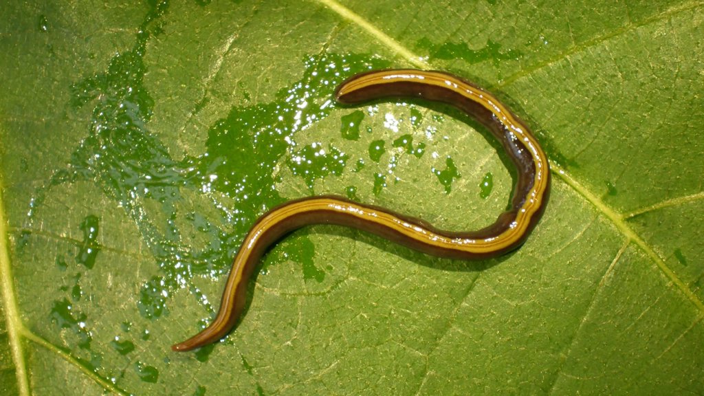 Scientists discover pets are helping an invasive flatworm spread | ScienceDaily