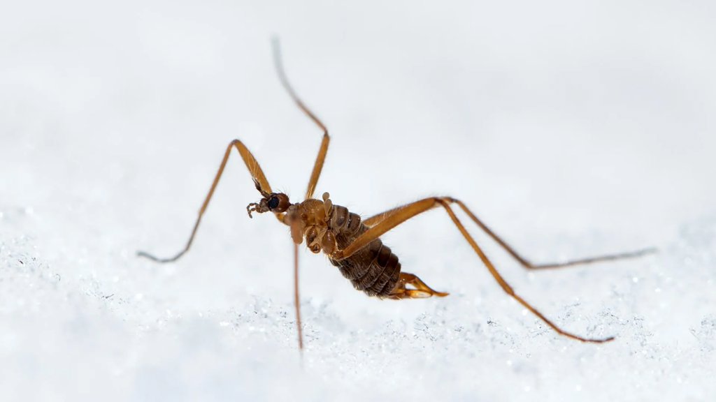 Scientists found a bug that generates its own heat in freezing cold | ScienceDaily