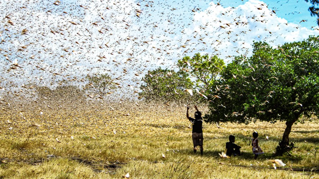 This small soil upgrade cut locust damage and doubled yields | ScienceDaily