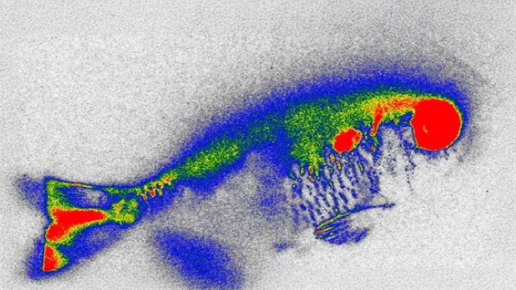 Hidden antibiotics in river fish spark new food safety fears | ScienceDaily