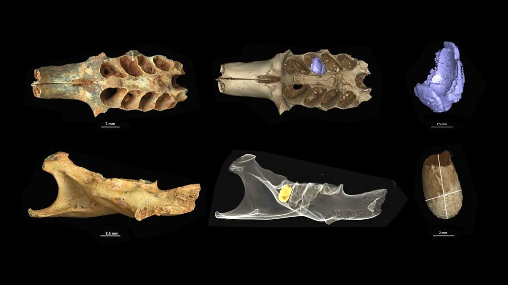 Ancient bees found nesting inside fossil bones in rare cave discovery | ScienceDaily