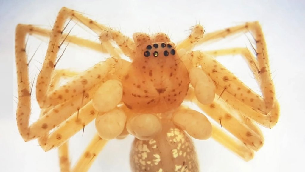 This spider’s “pearl necklace” was living parasites | ScienceDaily