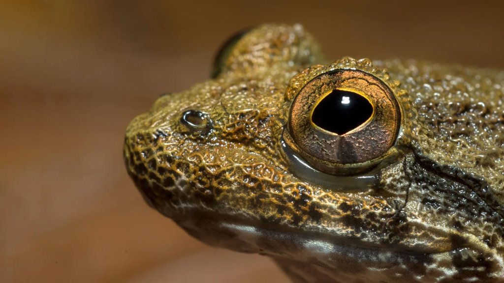 Scientists discover hidden species among Borneo’s “fanged frogs” | ScienceDaily