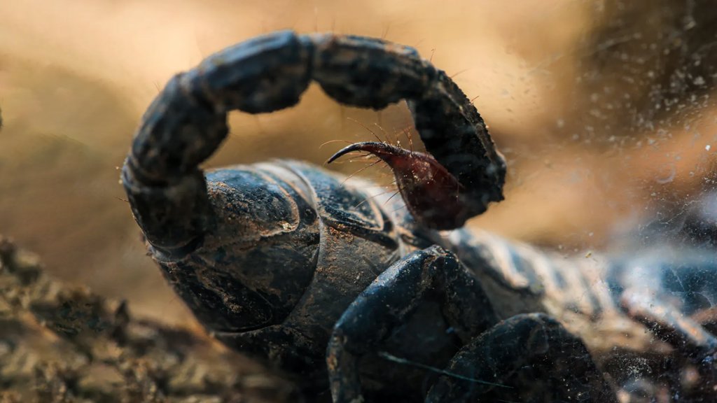 Amazon scorpion venom shows stunning power against breast cancer | ScienceDaily