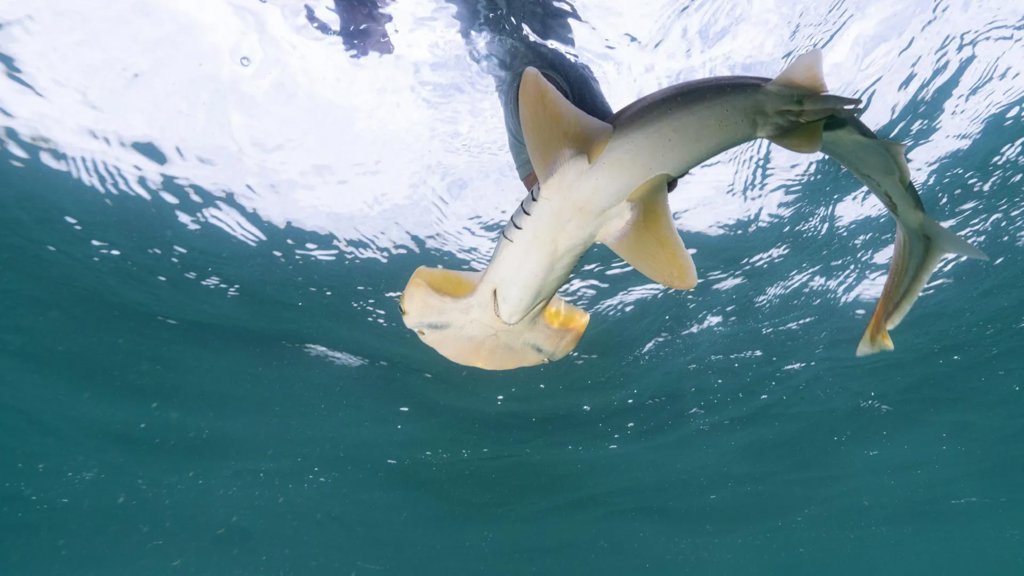 DNA in seawater reveals lost hammerhead sharks | ScienceDaily