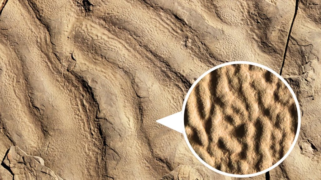 Strange “elephant skin” rocks reveal ancient life in the dark ocean | ScienceDaily