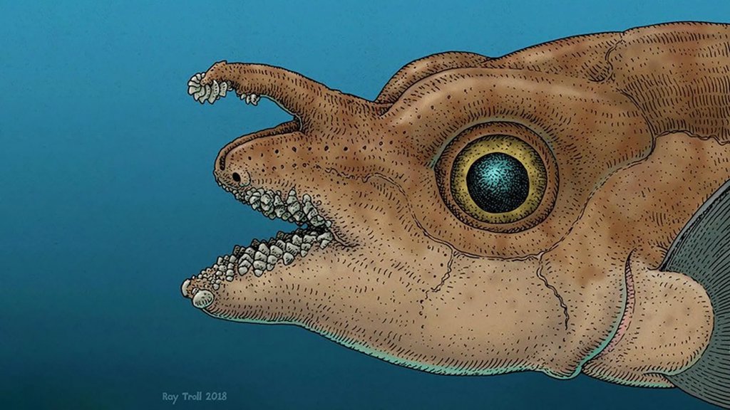 Scientists just found real teeth growing on a fish&rsquo;s head | ScienceDaily