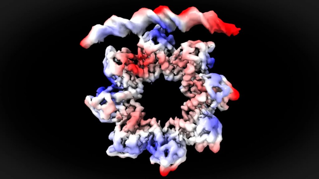 A donut-shaped protein breaks apart to start bacterial cell division | ScienceDaily