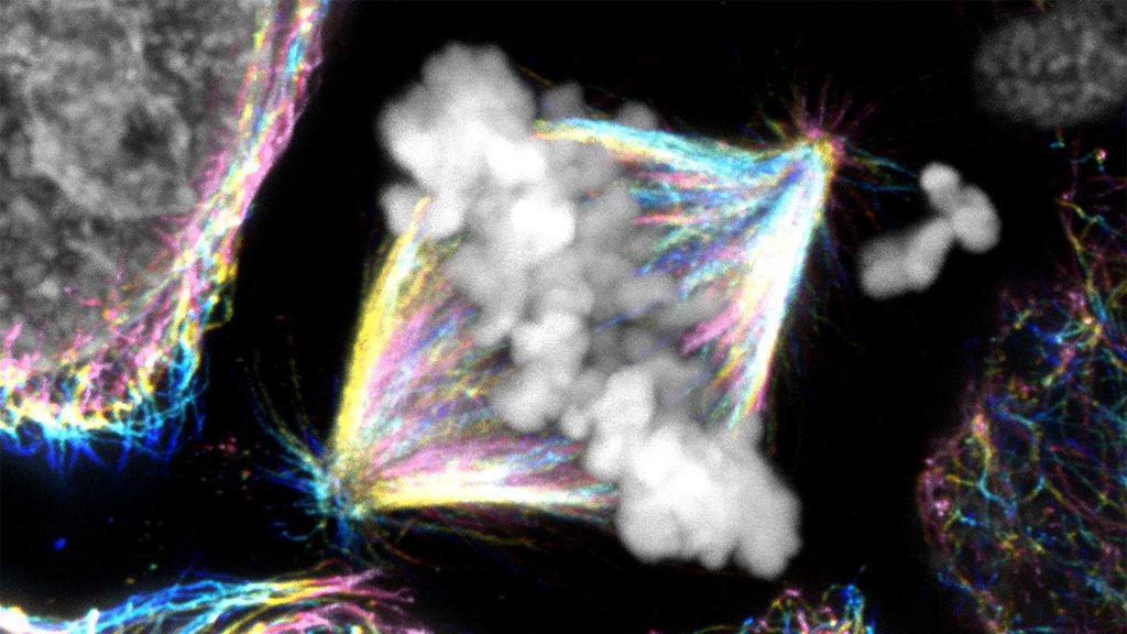 A hidden mechanism changes what we know about cell division | ScienceDaily