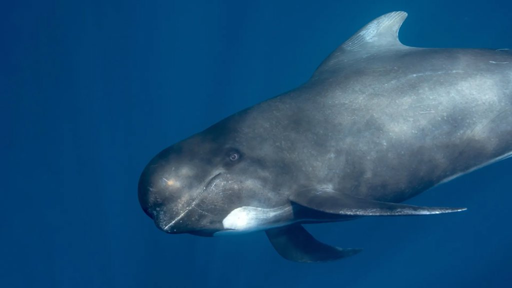 Whales and orcas were carrying viruses no one knew existed | ScienceDaily