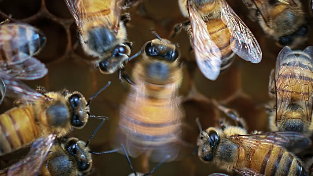 Honey bees dance better with an audience | ScienceDaily