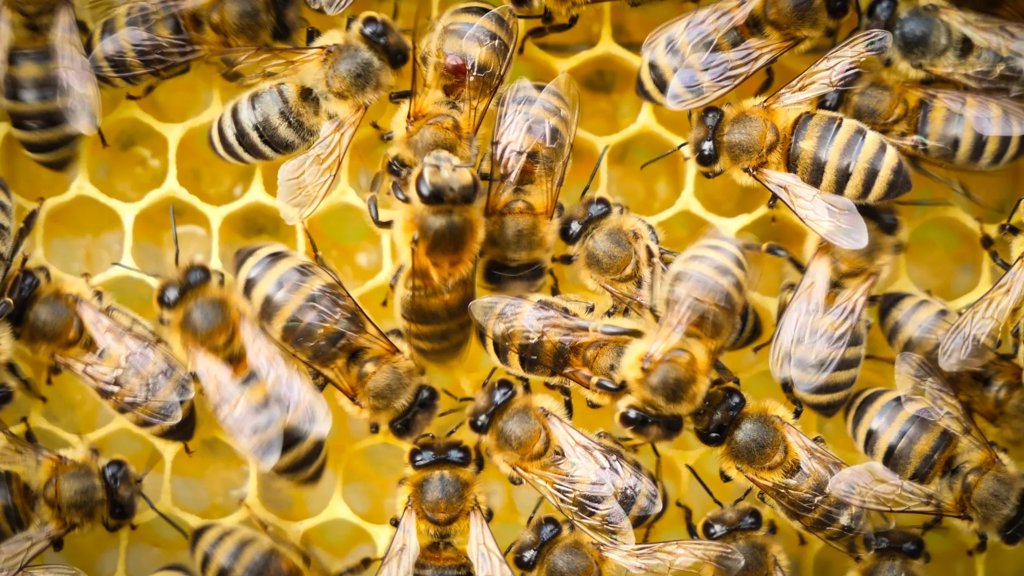 These California bees are beating a killer that’s wiping out colonies | ScienceDaily