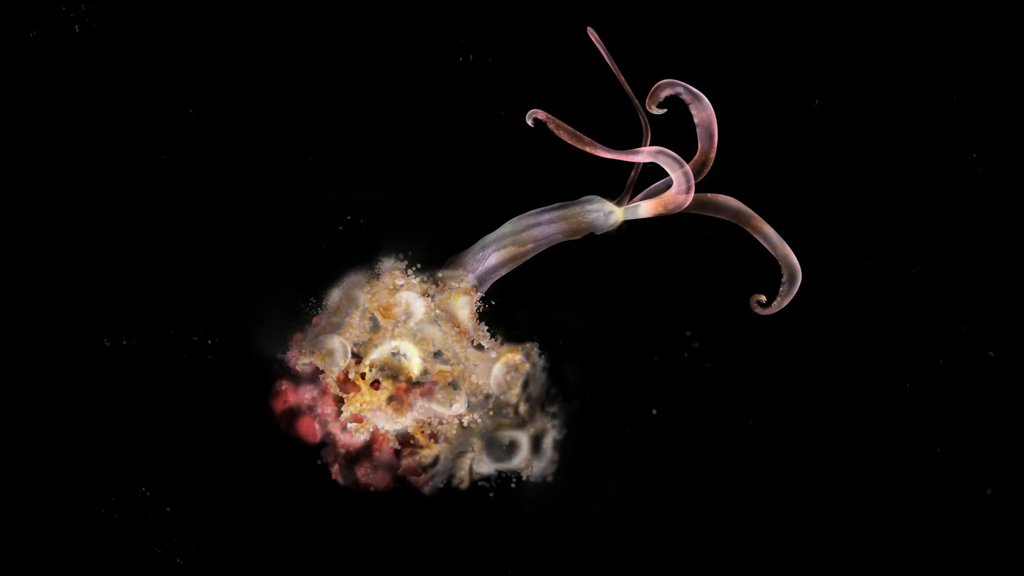 Zombie worms are missing and scientists are alarmed | ScienceDaily