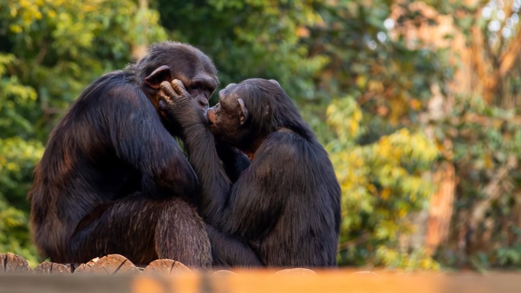 Scientists reveal kissing began millions of years before humans | ScienceDaily