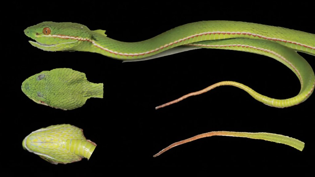 DNA reveals a hidden pitviper species in China | ScienceDaily
