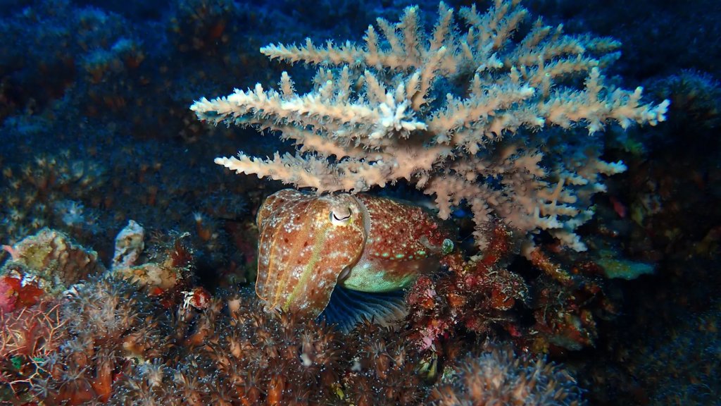 How squid survived Earth’s biggest extinction and took over the oceans | ScienceDaily