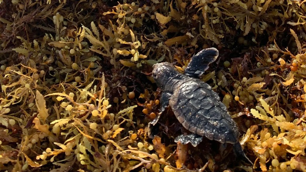 Record sargassum piles trap sea turtle hatchlings on Florida beaches | ScienceDaily