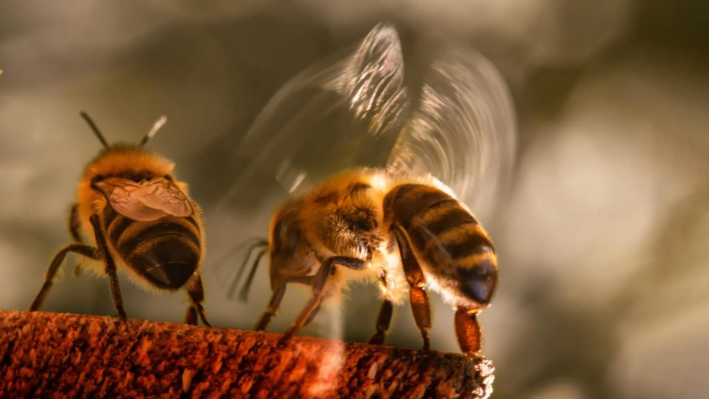Extreme heat is breaking honey bees’ natural cooling system | ScienceDaily
