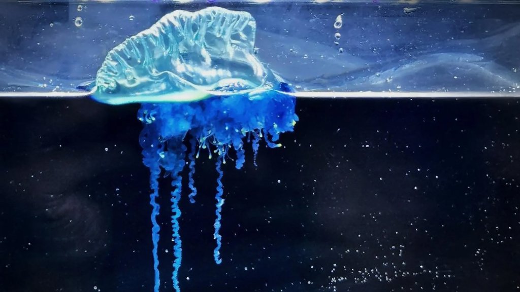 Japan&rsquo;s new &ldquo;samurai jellyfish&rdquo; is simply stunning | ScienceDaily