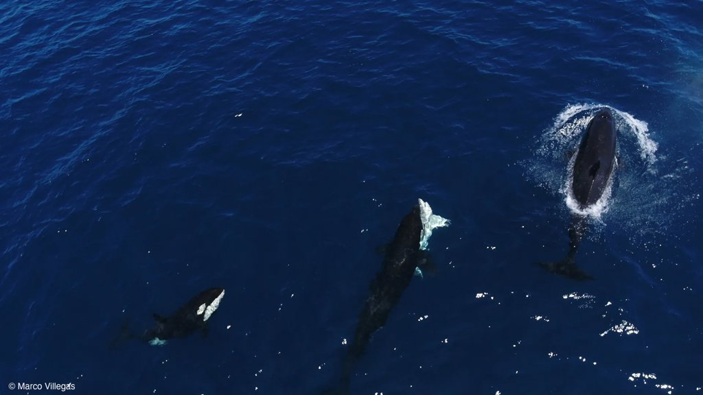 Killer whales perfect a ruthless trick to hunt great white sharks | ScienceDaily