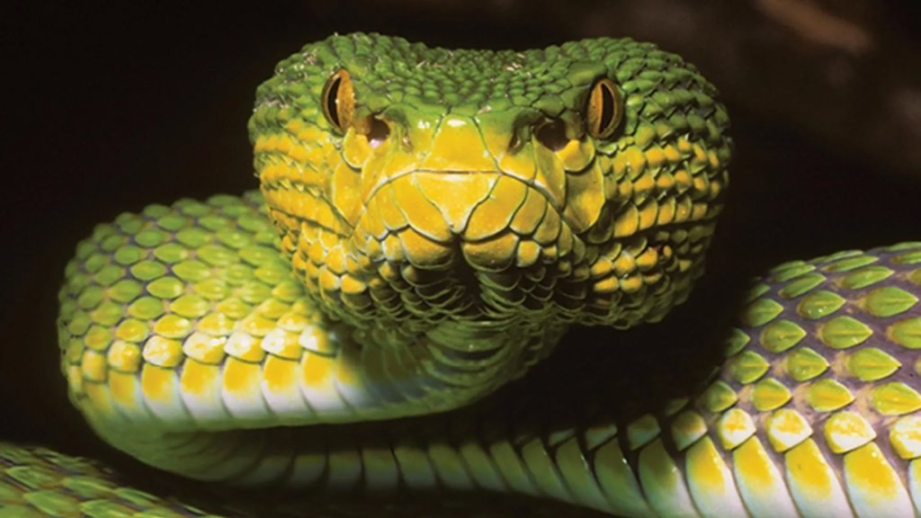“Baffling” new snake species in Myanmar looks like multiple species at once | ScienceDaily