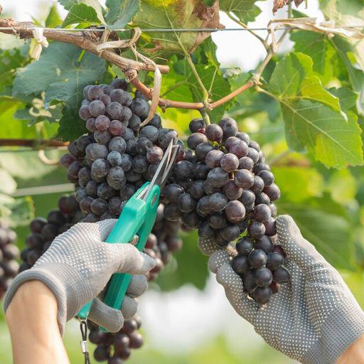 viticulture