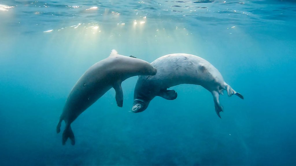 Secret underwater language of Hawaiian monk seals has 25 new calls | ScienceDaily