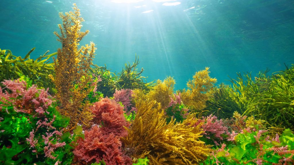 How algae learned to harness the Sun without getting burned | ScienceDaily