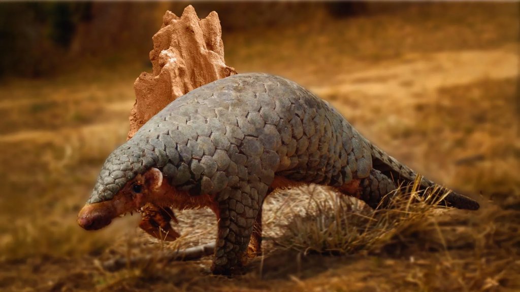 190-year-old DNA reveals a hidden pangolin species | ScienceDaily