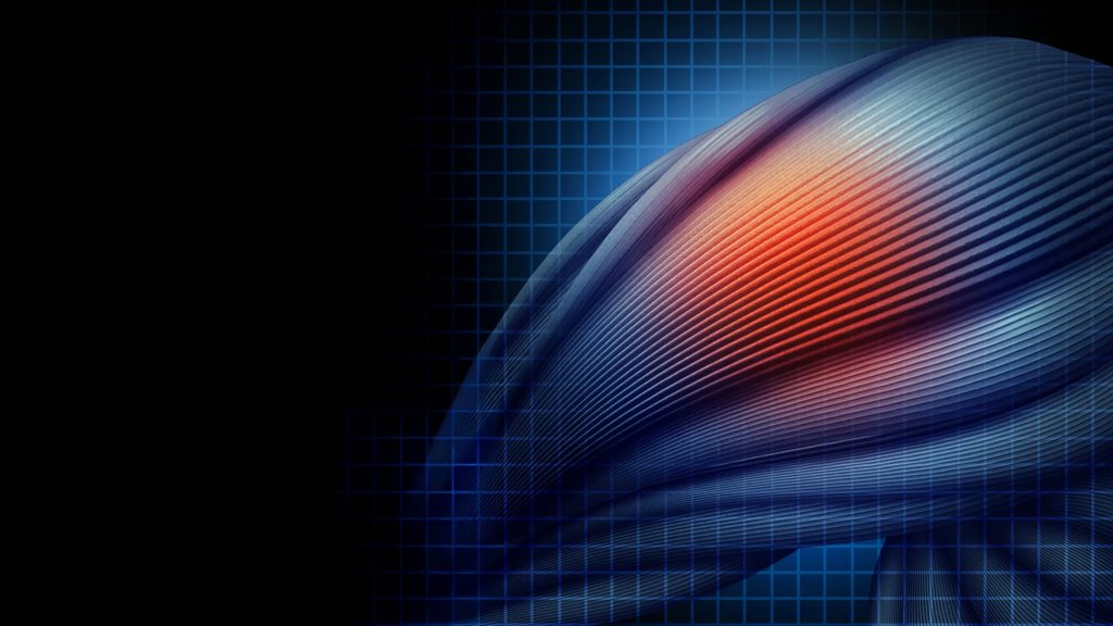 Without this protein, damaged muscle turns to fat and scar tissue | ScienceDaily