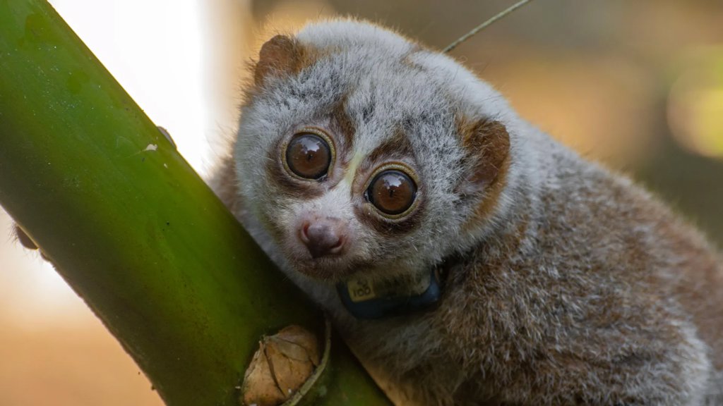Study finds wild release can be deadly for rescued slow lorises | ScienceDaily