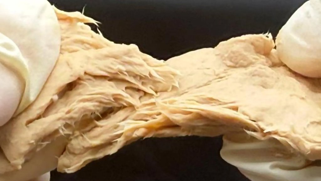 This engineered fungus cuts emissions and tastes like meat | ScienceDaily