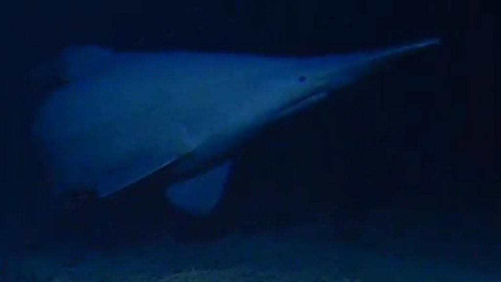 Rare goblin shark filmed alive for the first time in the deep sea | ScienceDaily