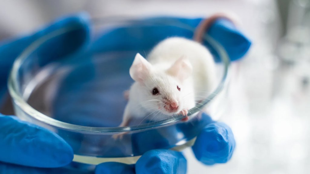 Scientists boost lifespan by 70% in elderly male mice using simple drug combo | ScienceDaily