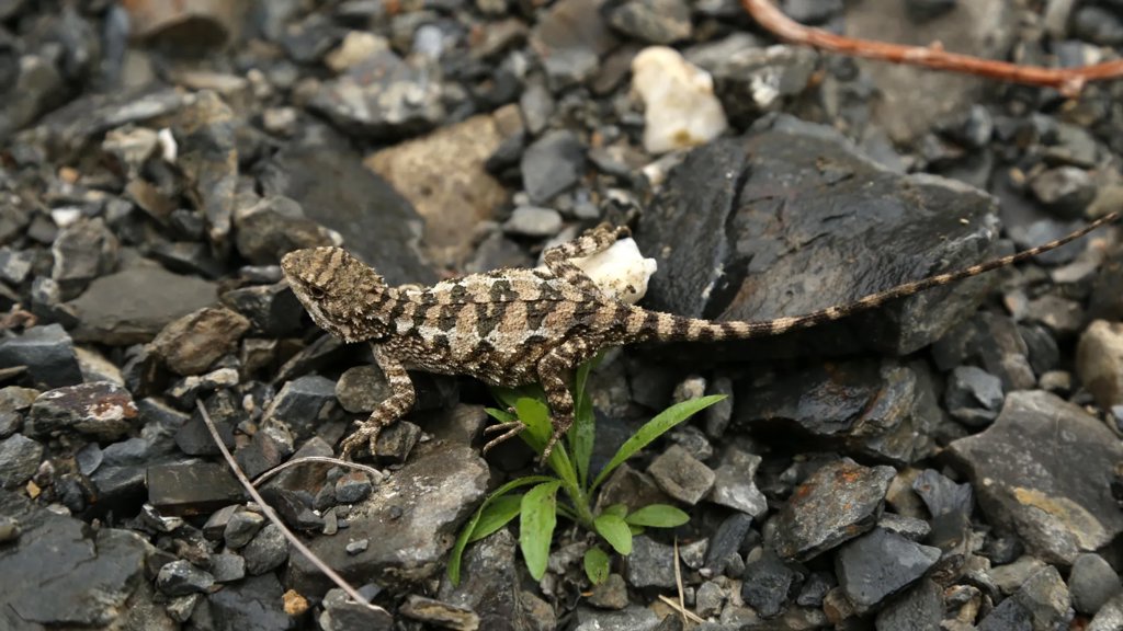 Scientists discover a stunning new golden-tongued lizard in China | ScienceDaily
