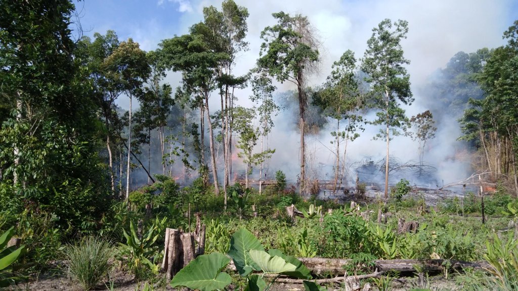 Wildfires in carbon-rich tropical peatlands hit 2000-year high | ScienceDaily